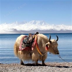西藏牦牛奶加工流水线 乳品生产线