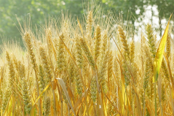 小麦机收即将开镰，河南省已办理5万张农机跨区作业证！