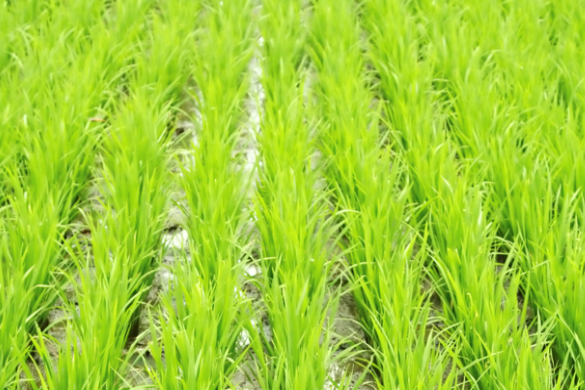 湖北《DB42/T 1881-2022虾稻共作模式水稻机械化作业技术规程》即将实施